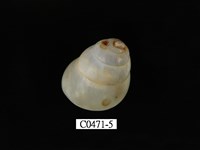 藏品(蘭嶼光澤蝸牛)的圖片